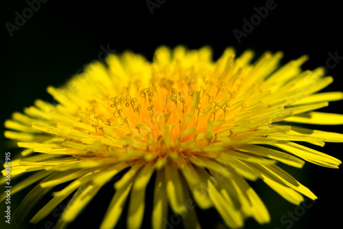 Young yellow dandelion close-up. Spring bloom.