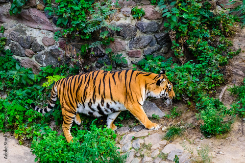 Big striped tiger  Panthera tigris  walking among the green vegetation