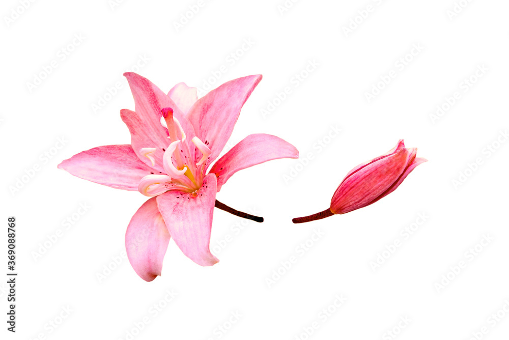 pink lily flower and bud isolated on white pink lily flower and bud isolated on white