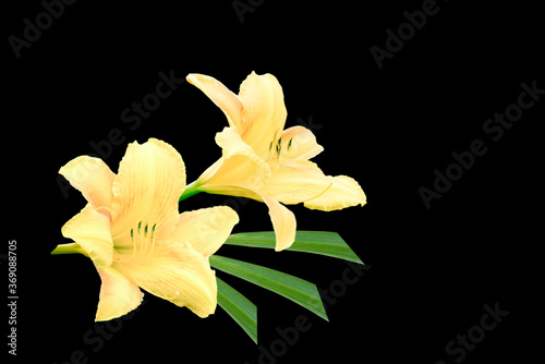 couple of yellow lily isolated on black
