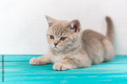 A beautiful sad kitten of the British Shorthair peach color is lying the blue wooden floor
