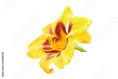 yellow lily isolated on white