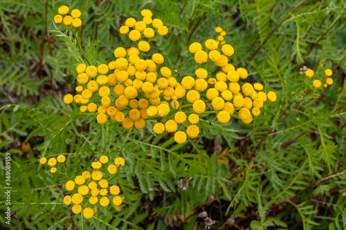 Tansy plant (Tanacetum vulgare) medical herb