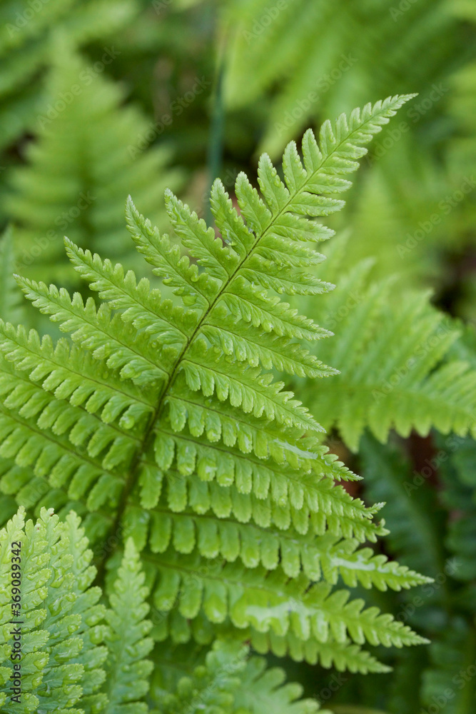green fern leaves green fern leaves