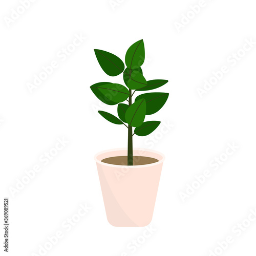 Decorative houseplants. Plants and nature homemade flowers in pot interior decoration in flat cartoon style. Vector illustration eps