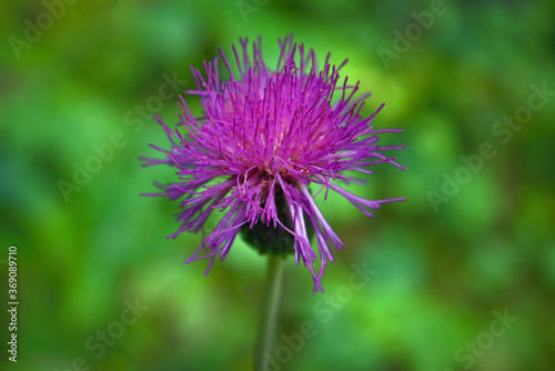 Medicinal herb burdock Arctium lappa  blooming violet flowers. soft background