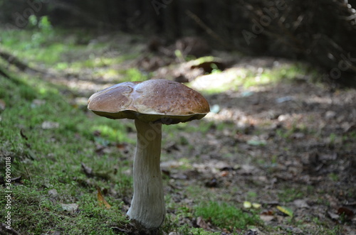  mushroom boletus on a thick leg in a pine forest