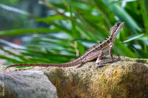 Brown basilisk female (Basiliscus vittatus) on rock - Davie, Florida, USA