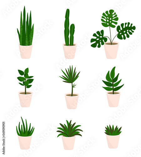 Decorative houseplants. Plants and nature homemade flowers in pot interior decoration in flat cartoon style. Vector illustration eps