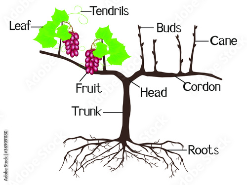 The illustration shows part of the grape plants.