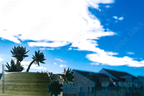 Houseleek on balcony