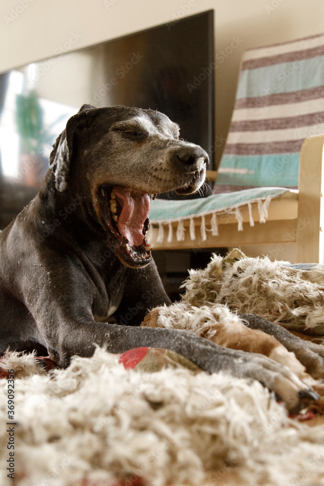 dog destroying furniture