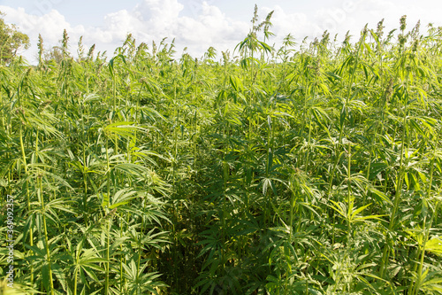 Green weed on farm field