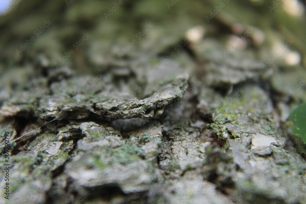 lovely close up of a intricate tree bark. lovely close up of a intricate tree bark.
