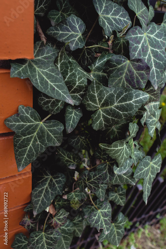 rambler climber liana ivy with foliage