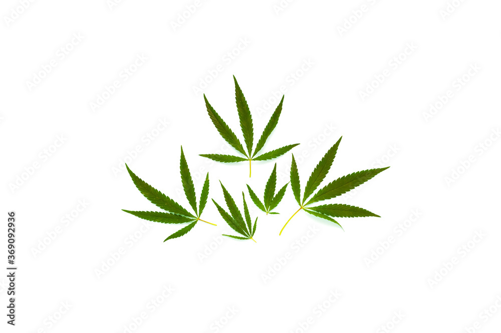 Pattern from hemp leaves on white background. Creative space for design.