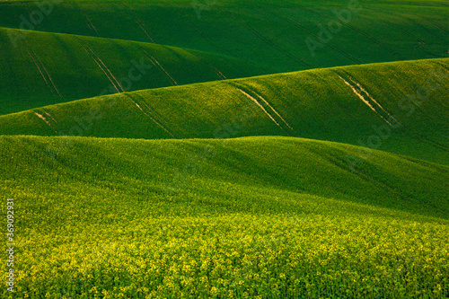 Blooming fields of rapeseeds. photo