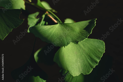 Ginkgo biloba leaves