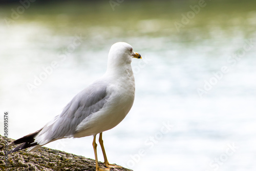 seagull taking a rest