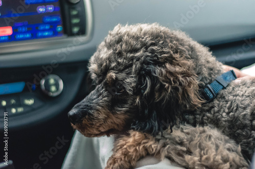A cute sable phantom poodle enjoying a car ride