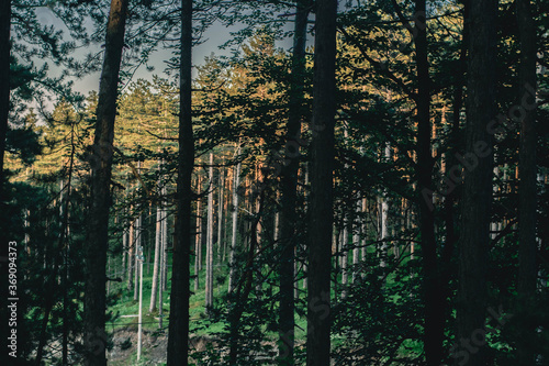 trees in a forest during a sunset