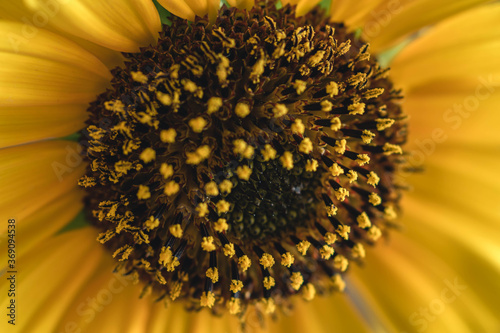 Sunflower closeup I