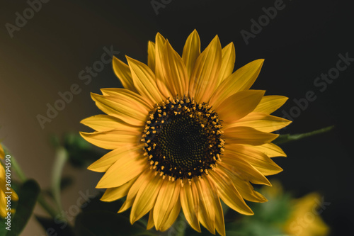 Sunflower closeup II