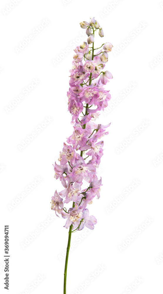 Obraz premium delphinium flower isolated