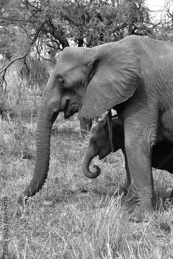 Mother elephant with baby, Manyara National Park