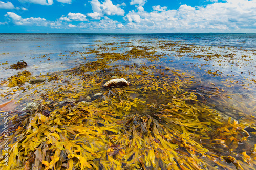 Algen im Wasser mit Stein und blauem Himmel