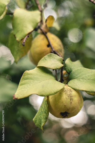 Quince growing on a branch