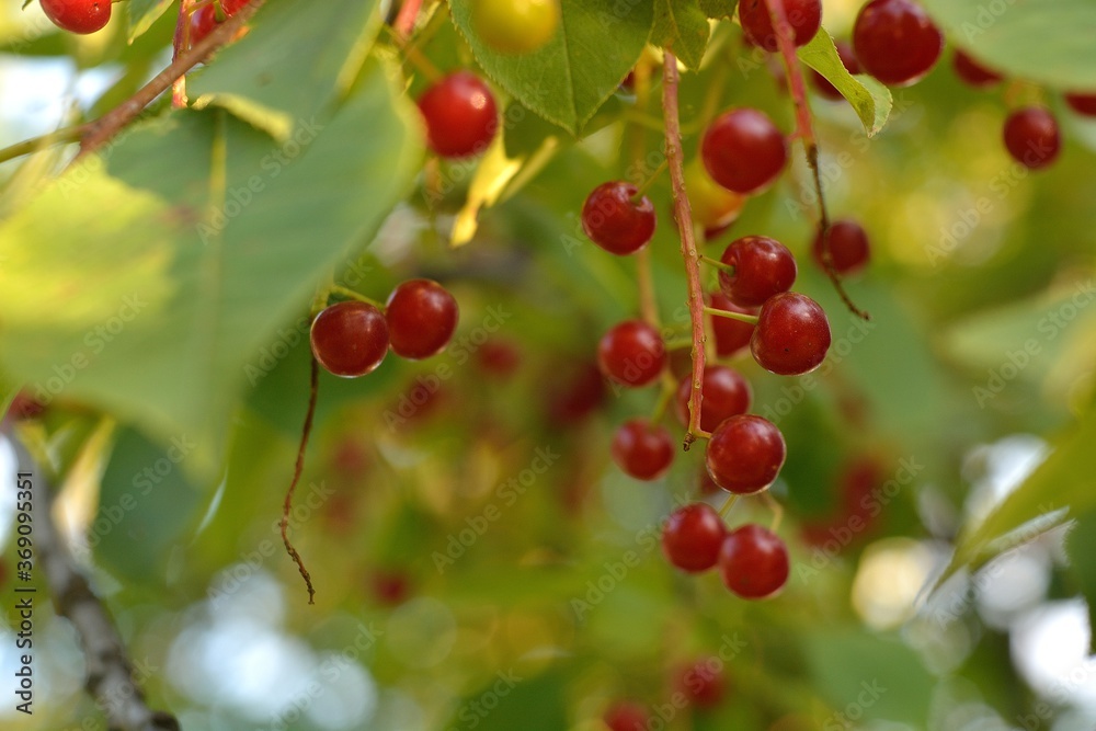 Wild red cherry, berry picking in the forest. Wild red cherry, berry picking in the forest.