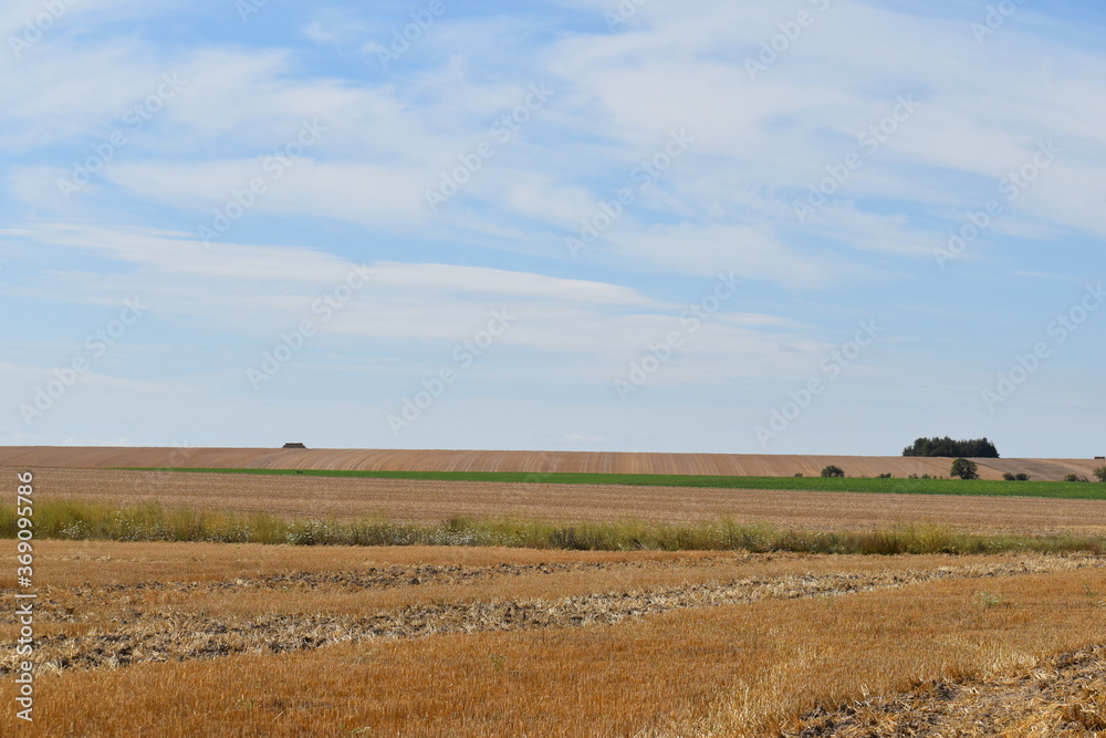Fototapeta premium field and sky