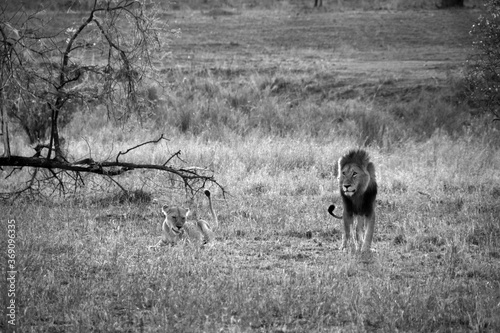 Lions courting