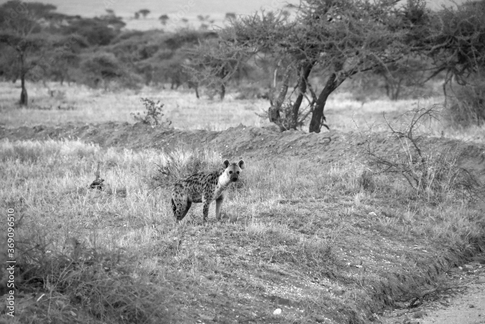 Curious hyena peeking out from a grassland Curious hyena peeking out from a grassland