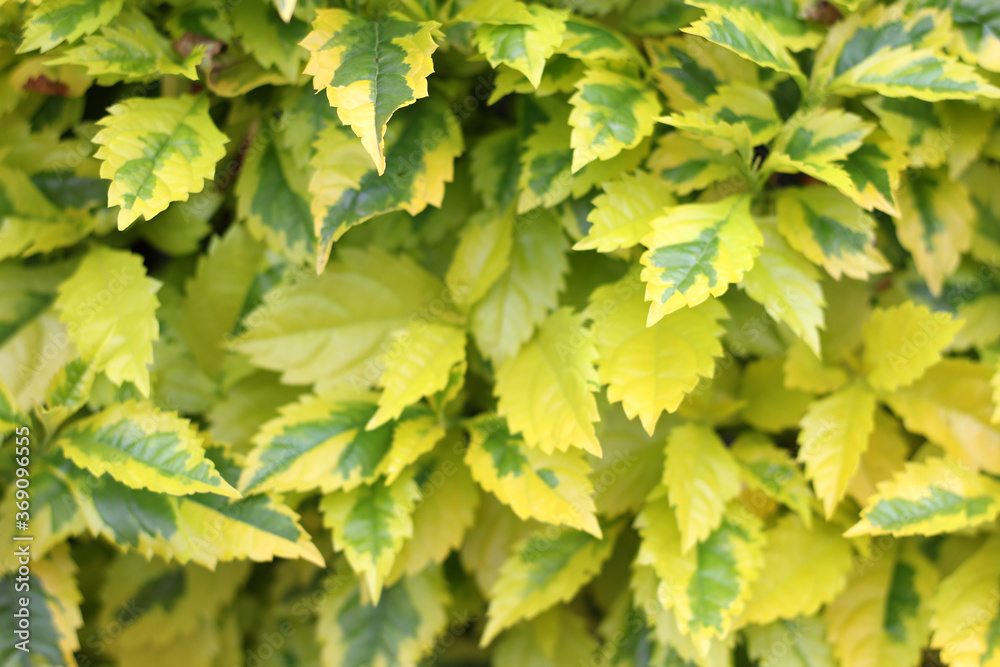 Close-up vegetation, background and texture of green and yellow leaves with bokeh effect Close-up vegetation, background and texture of green and yellow leaves with bokeh effect