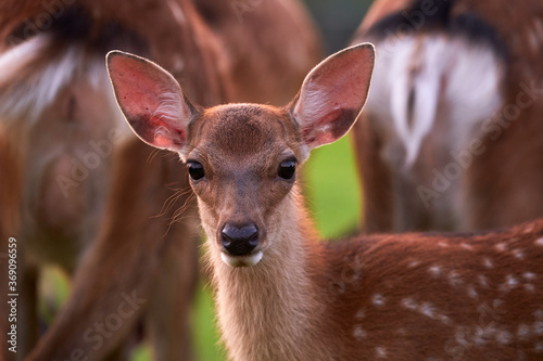 Closeup of a sika deer on a meadow in the wild, Nara, Japan photo