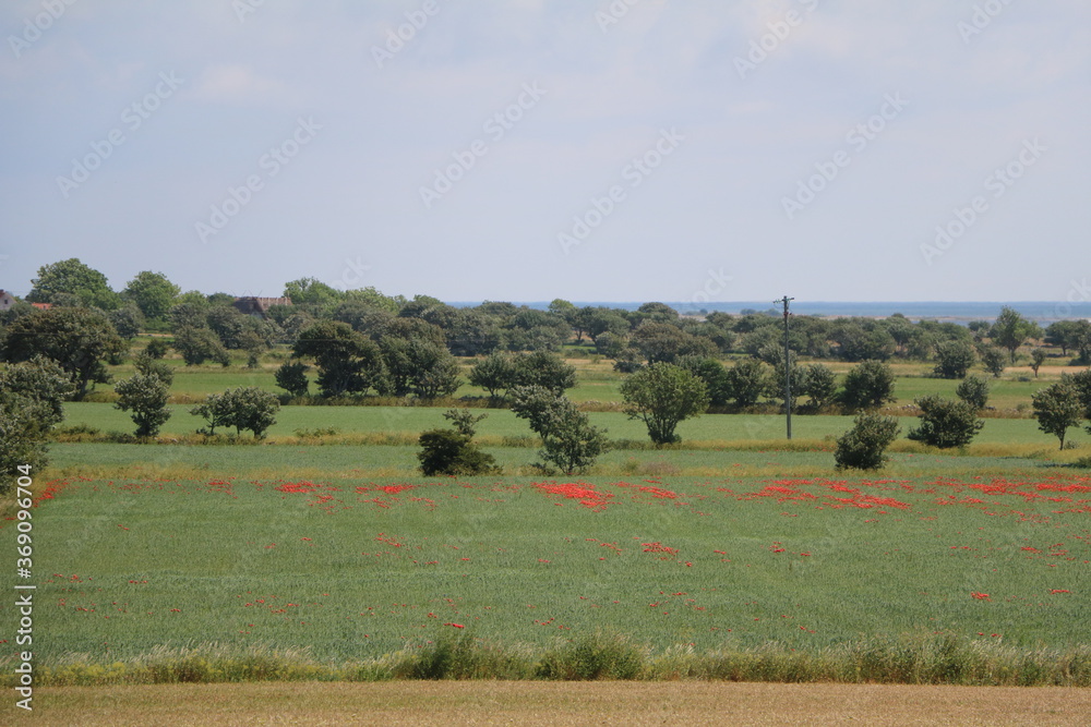 Obraz premium Holmhällars raukfält at Gotland island, Sweden