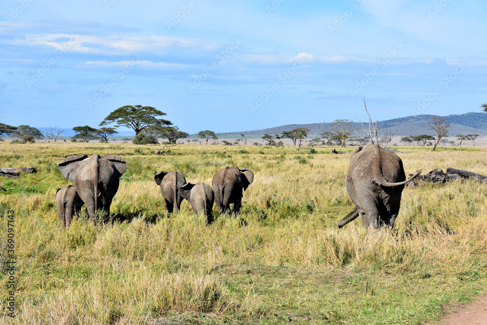 Family of four elephants walking backwards