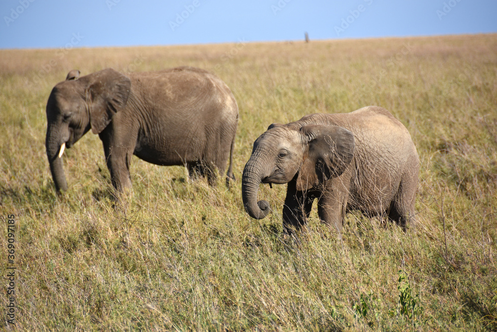 Fototapeta premium Baby elephant walking with his mother