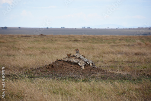 Fototapeta Naklejka Na Ścianę i Meble -  Pair of cheetahs resting on a small hill in the middle of the plain
