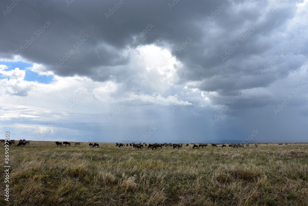 Large group of zebras and wildebeests grazing on the plains under a stormy sky