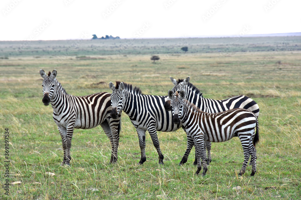 Family of four zebras watching on camera Family of four zebras watching on camera