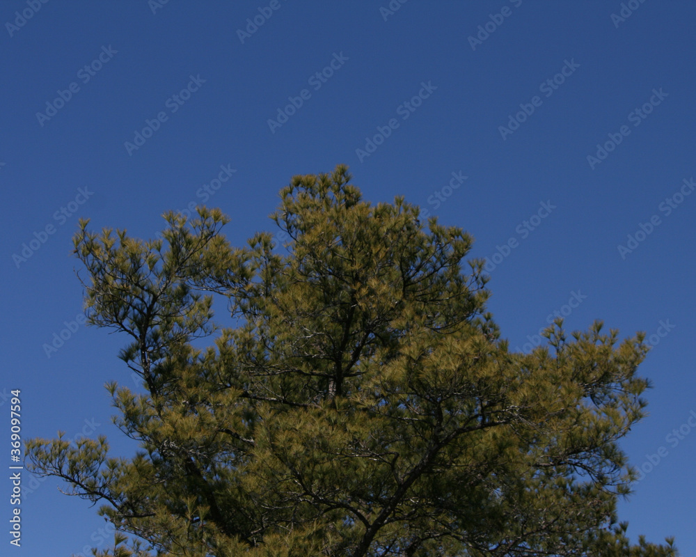 Top of a pine tree rising against a dark blue sky