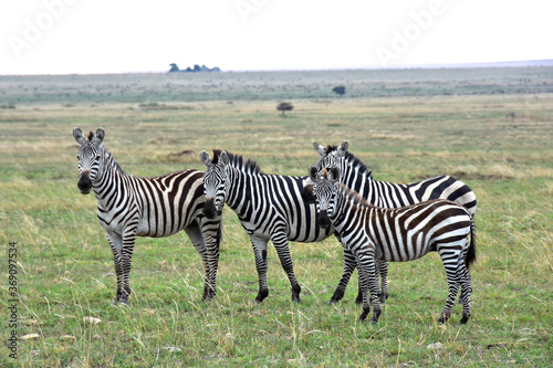 Family of four zebras watching on camera