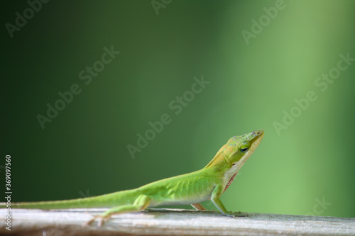 A beautiful green lizard walking across a piece of wood
