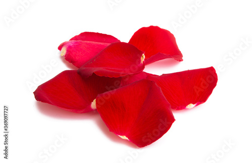 red rose petals isolated