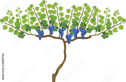 Harvest time. Grape vine plant with ripe bunches of grapes and green leaves isolated on white background