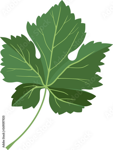 Green leaf of grapevine isolated on white background