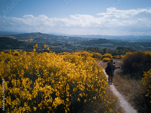 cespugli di ginestre sul monte san bartolo a Pesaro nella regione marche Italia © cristian